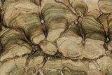 Polished Fossil Stromatolite (Chlorellopsis?) Section - Wyoming #355981-2